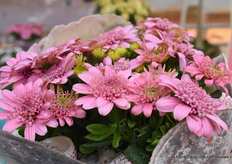 Here we got the Pink one.